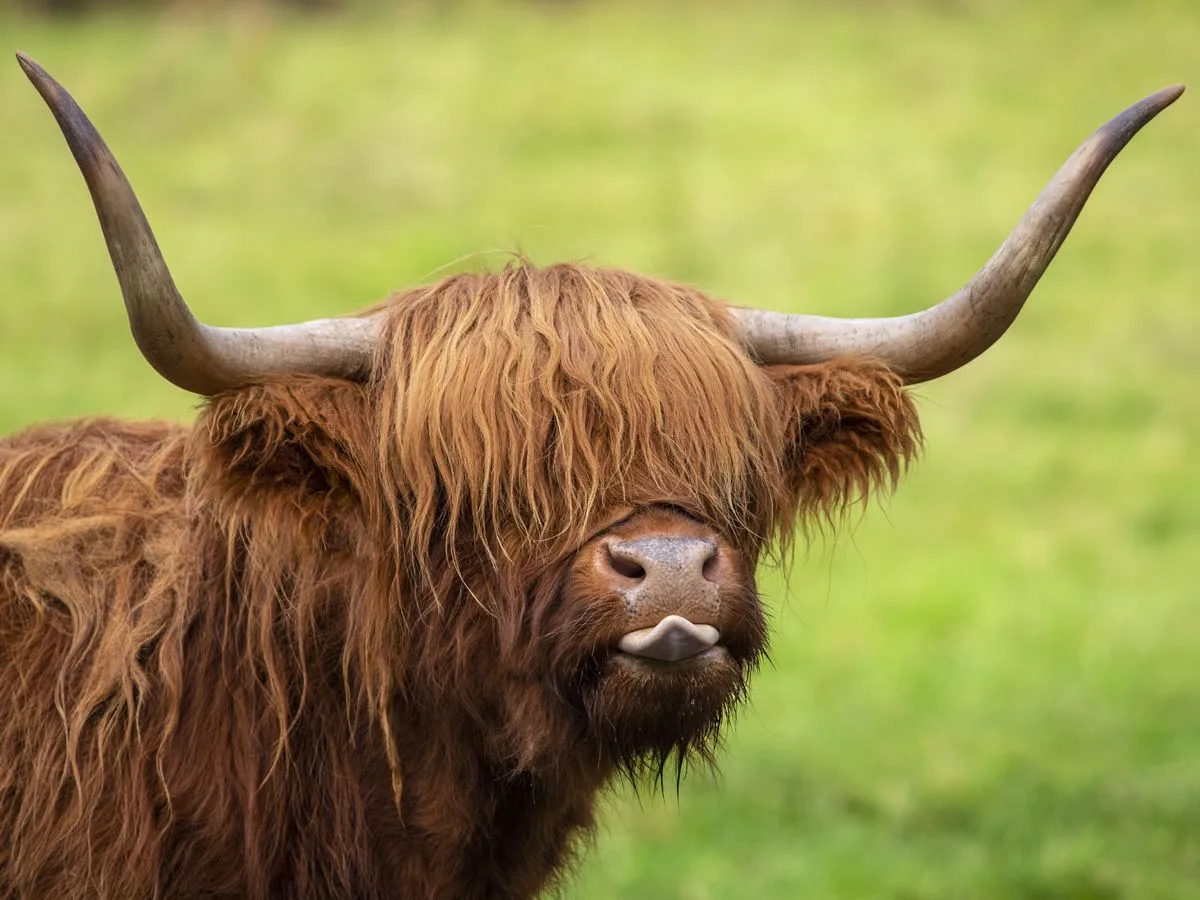 Pollok Fold Events