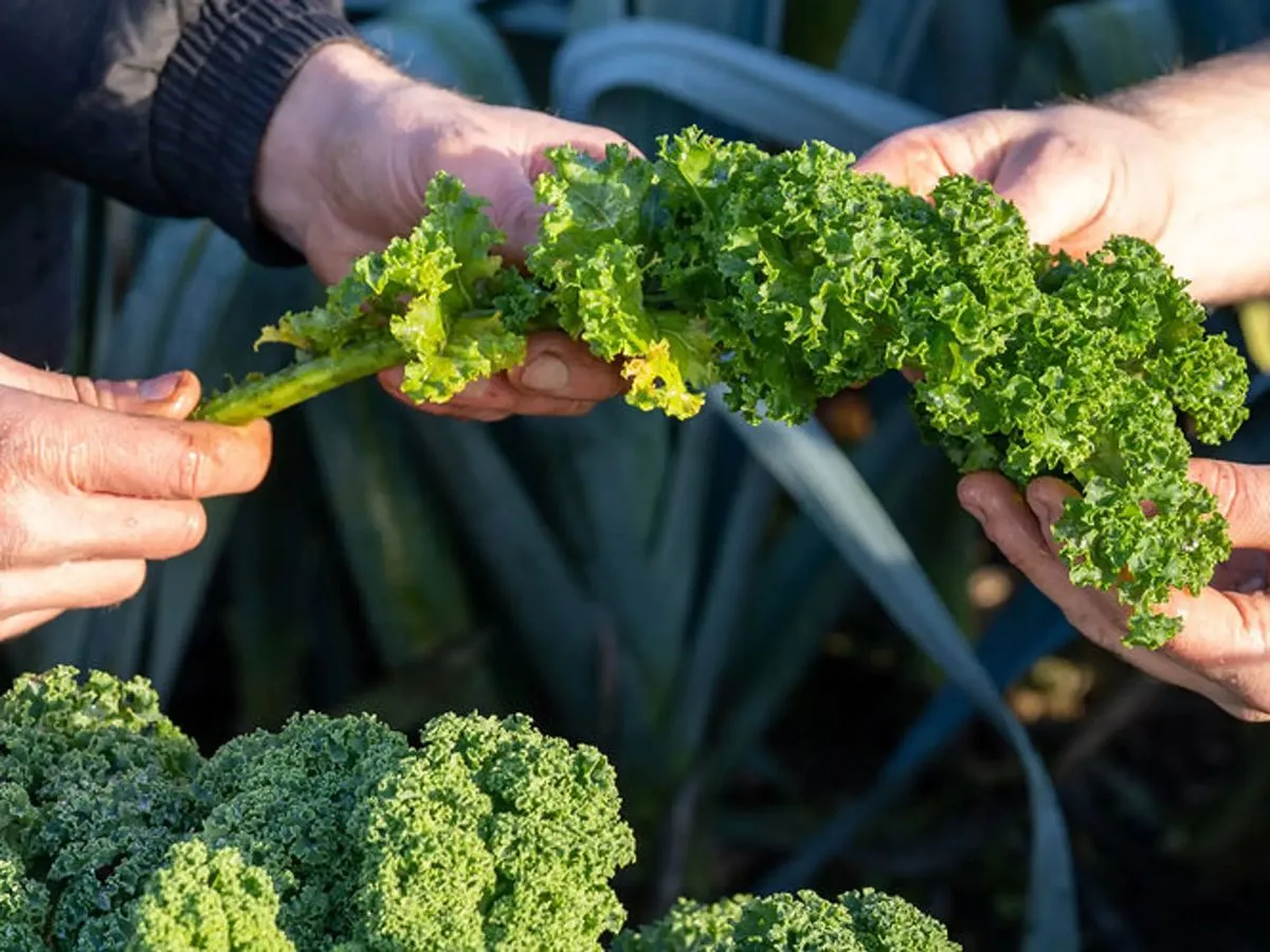 Seasonal Summer Cooking Workshop
