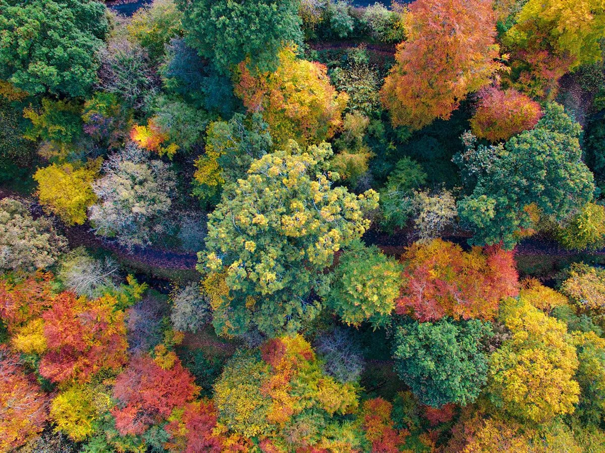 Forest Bathing at RSPB Scotland Loch Lomond