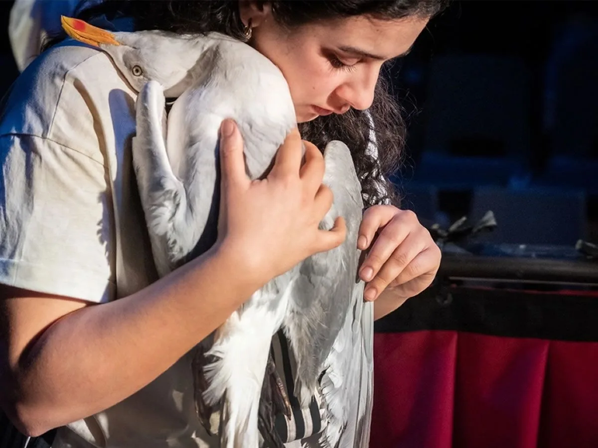 Edinburgh International Festival: Seagull