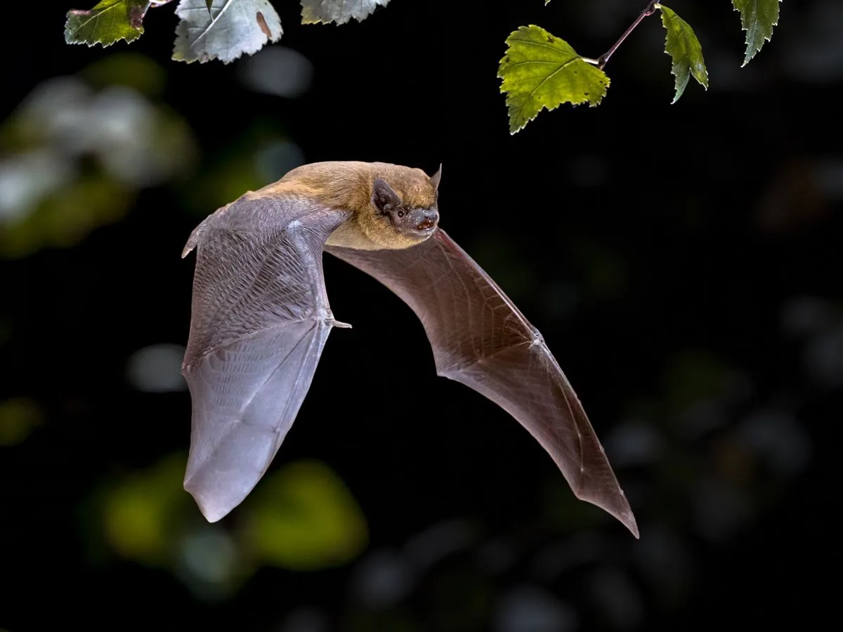 Go Bats!