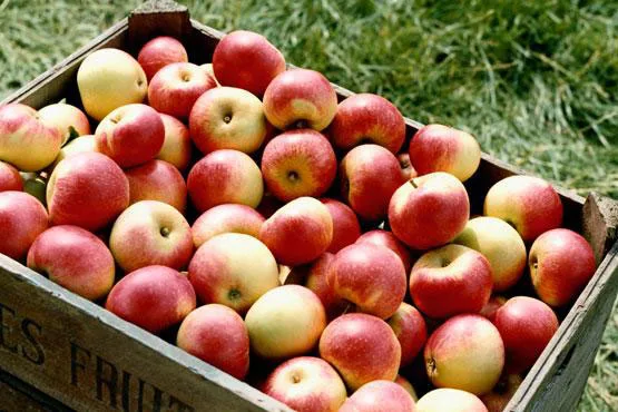 Apple Day – Apple Throwing Championships & The World Jam Festival at Newby Hall
