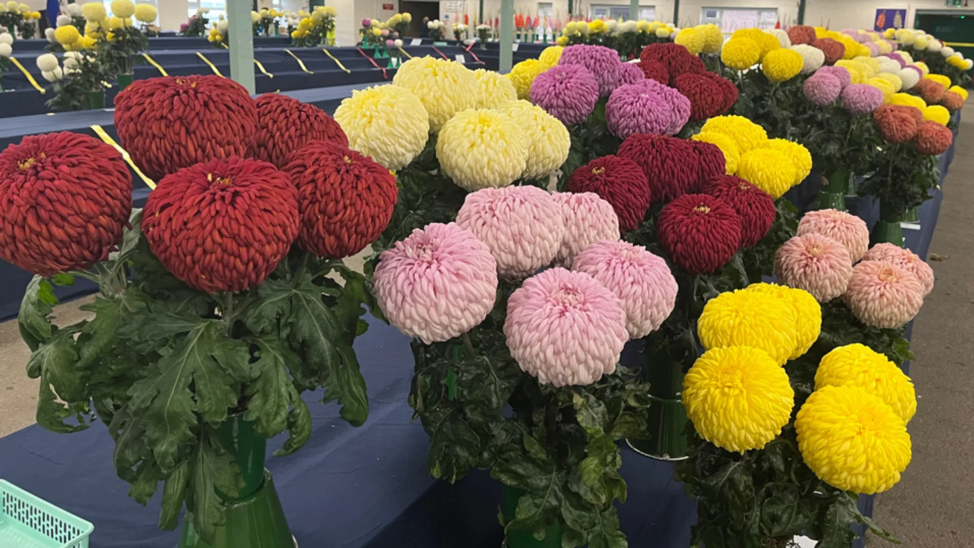 NATIONAL CHRYSANTHEMUM SOCIETY EARLY SHOW at Stafford Showground Ltd