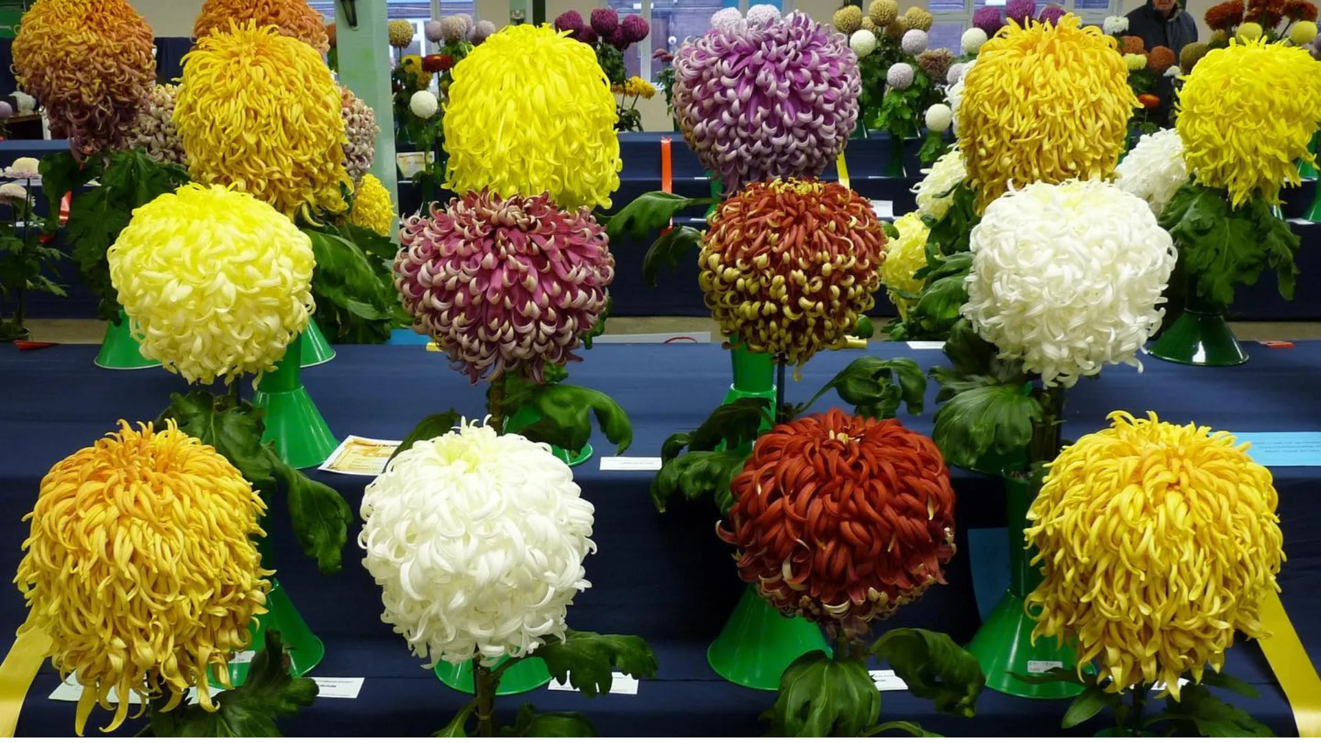 NATIONAL CHRYSANTHEMUM SOCIETY LATE SHOW at Stafford Showground Ltd