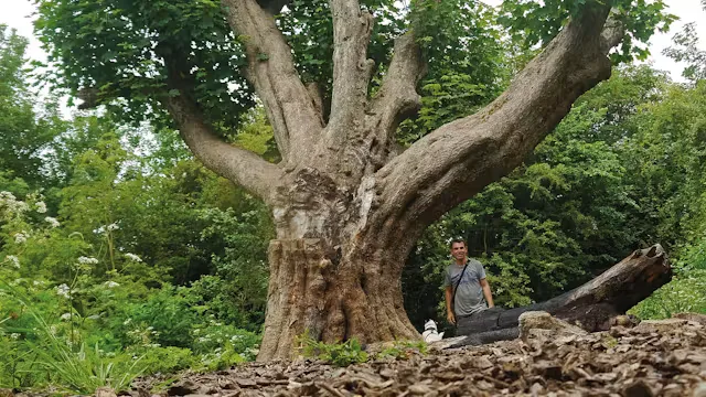 Frome Heritage Tree Walk at Cheese & Grain