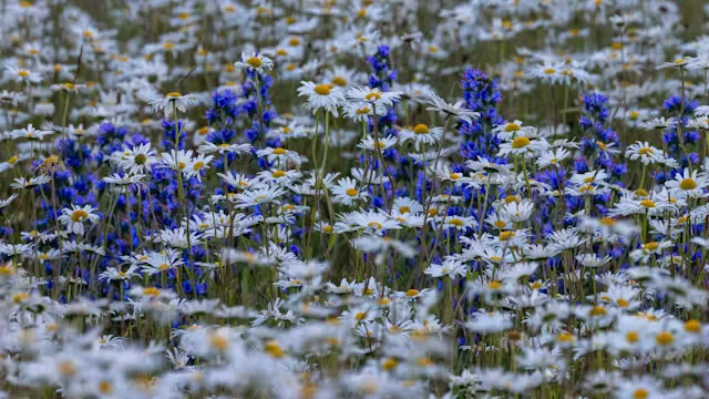 RPS SE click event: Sissinghurst Castle Gardens, 26th July at Sissinghurst Castle Gardens