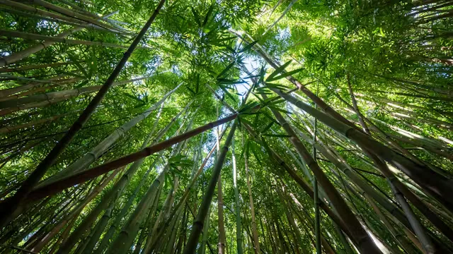 Creative Canopy - Presented by Forest Fusion, Family Retreat at Fintry Trust