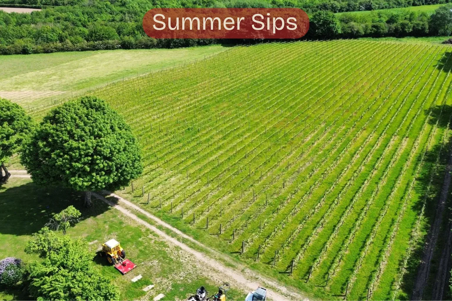 Summer Sips – A Summers Evening Wine & Cheese Special at Sealwood Estate & Vineyard