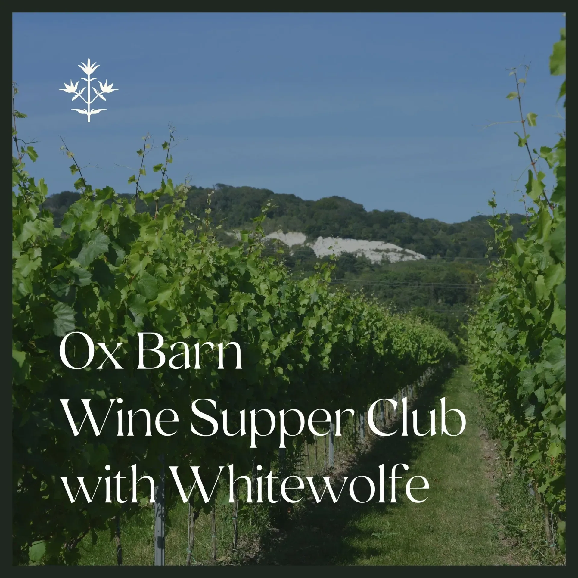 Ox Barn Wine Supper Club with Whitewolfe at Thyme Lechlade