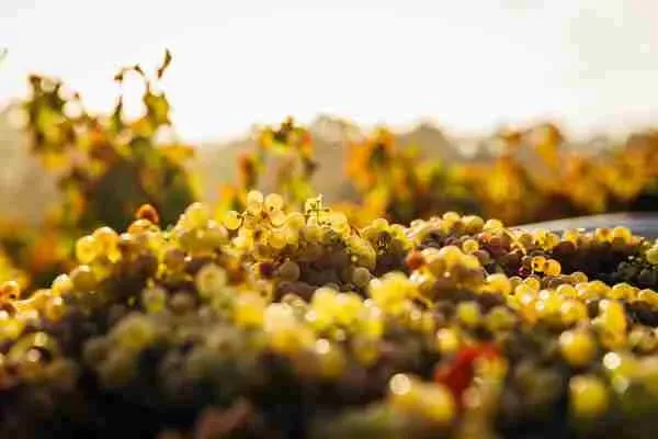 International Albariño Day Masterclass at St Peter's Hall, Leeds