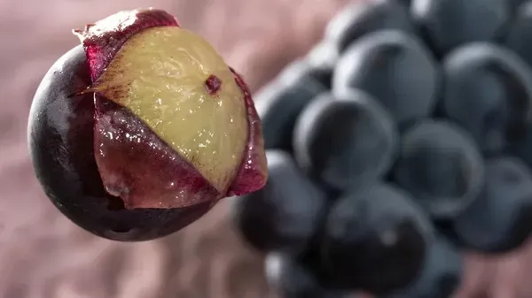 Under the Grape Skin Series at The Guildford Institute