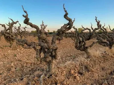 Still Going Strong - Italian Old Vines Masterclass at citizenM Tower of London Hotel
