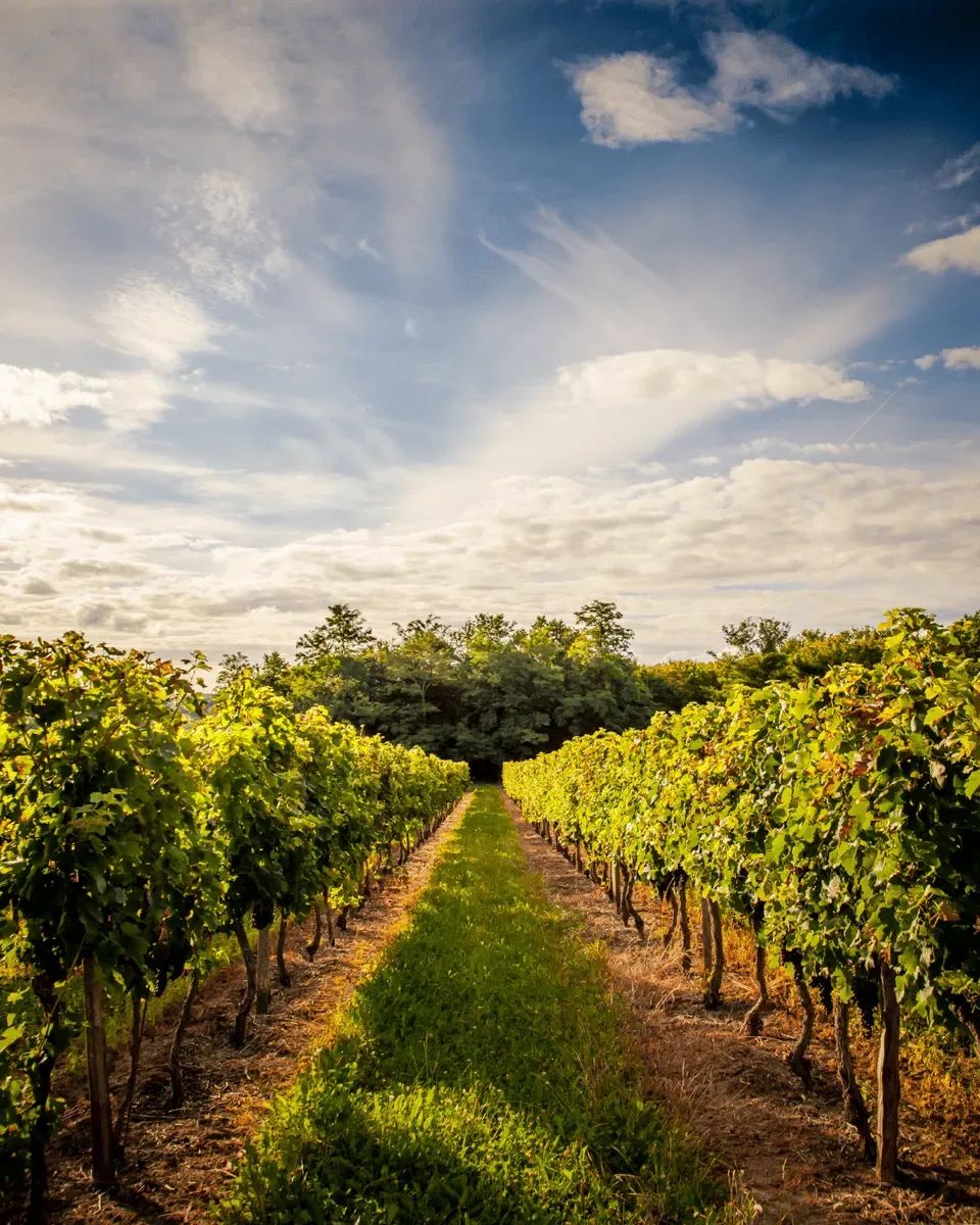 Vineyard Tour & Tasting at Skylark Social