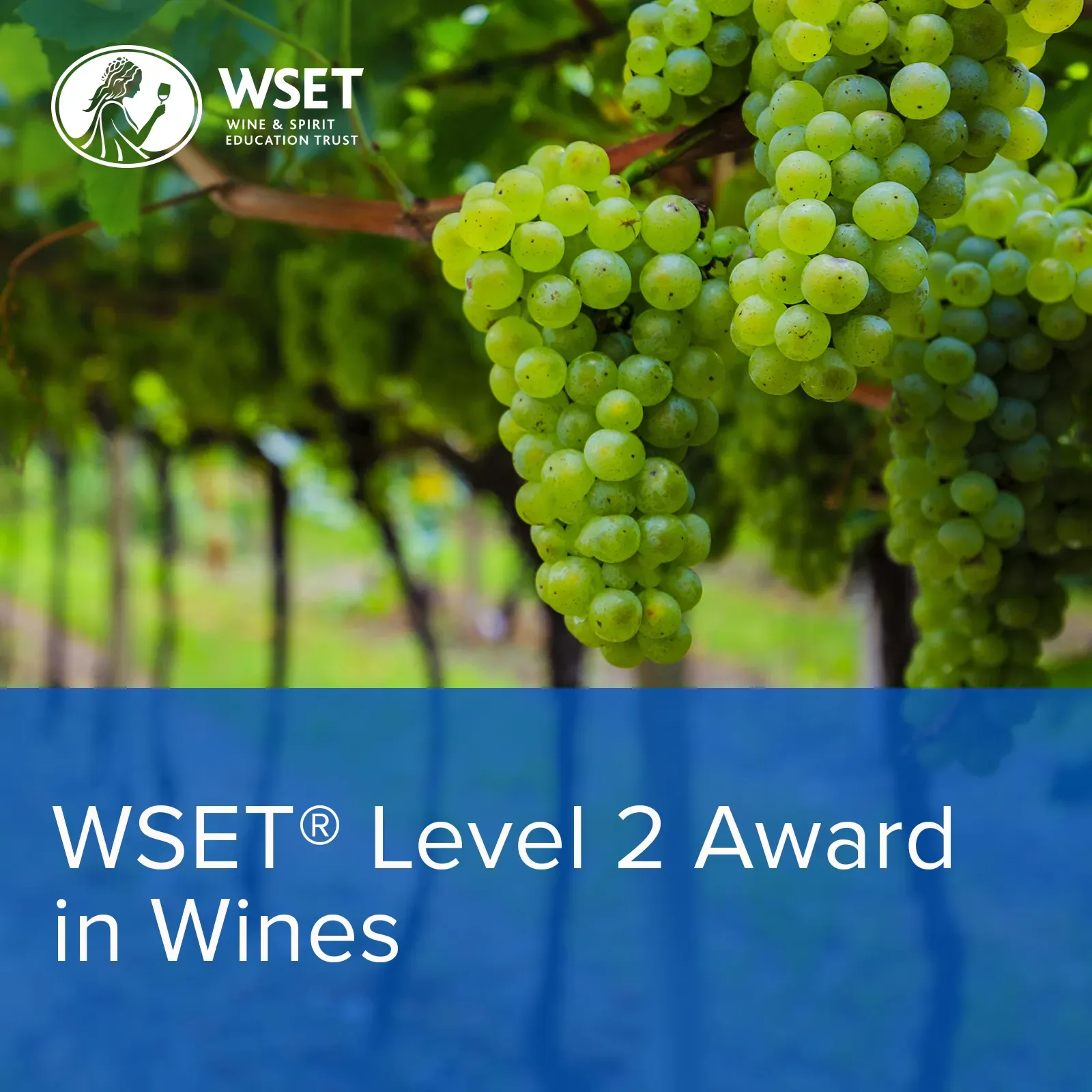 WSET Level 2 Award in Wines Classroom, Sundays at The Wine Rooms Cambridge