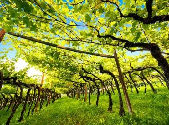 Albariño Masterclass at St Vincent