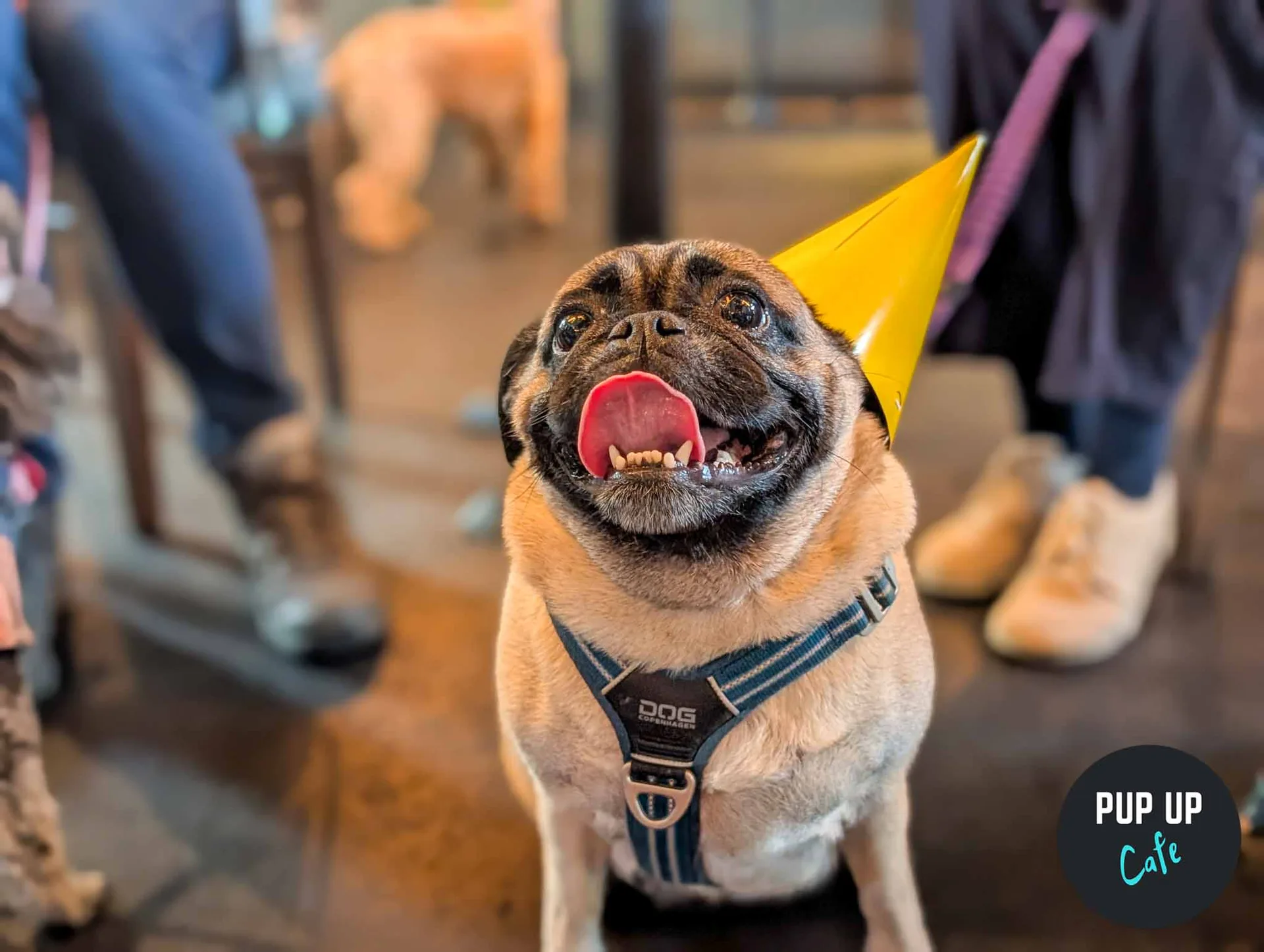 Leeds - Pug Pup Up Cafe ☀️ at Revolución de Cuba Leeds