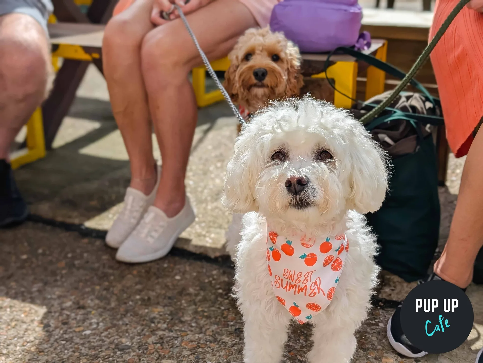 Leeds - All Paws Pup Up Cafe ☀️ at Revolución de Cuba Leeds