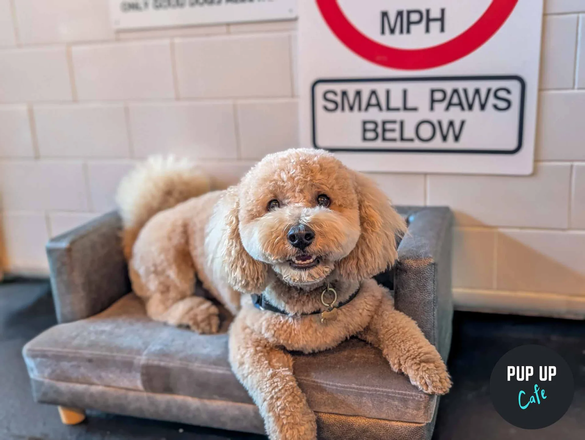 York - All Paws Pup Up Cafe ☀️ at Revolution York