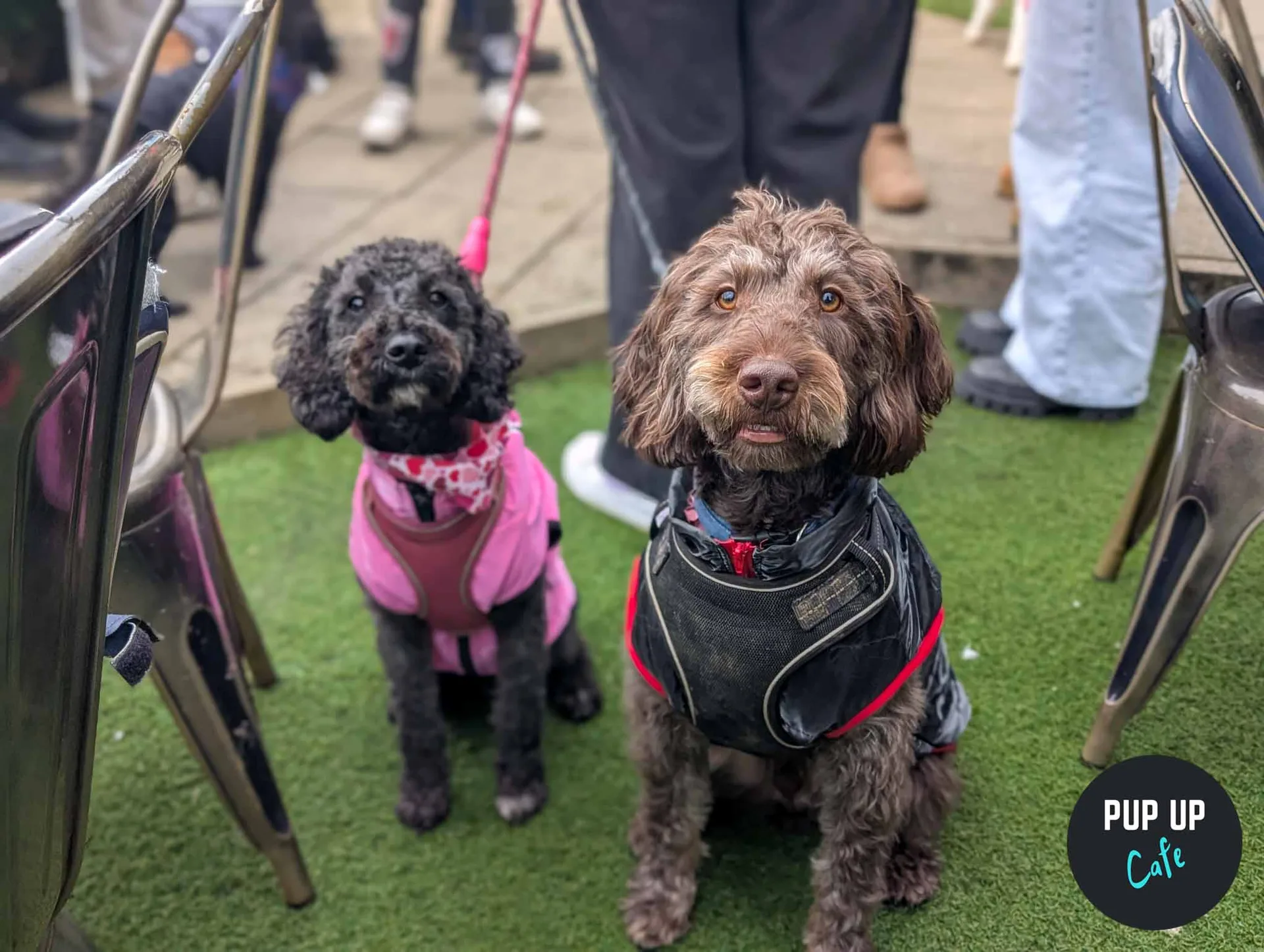 Cardiff - All Paws Pup Up Cafe at Brewhouse & Kitchen - Cardiff