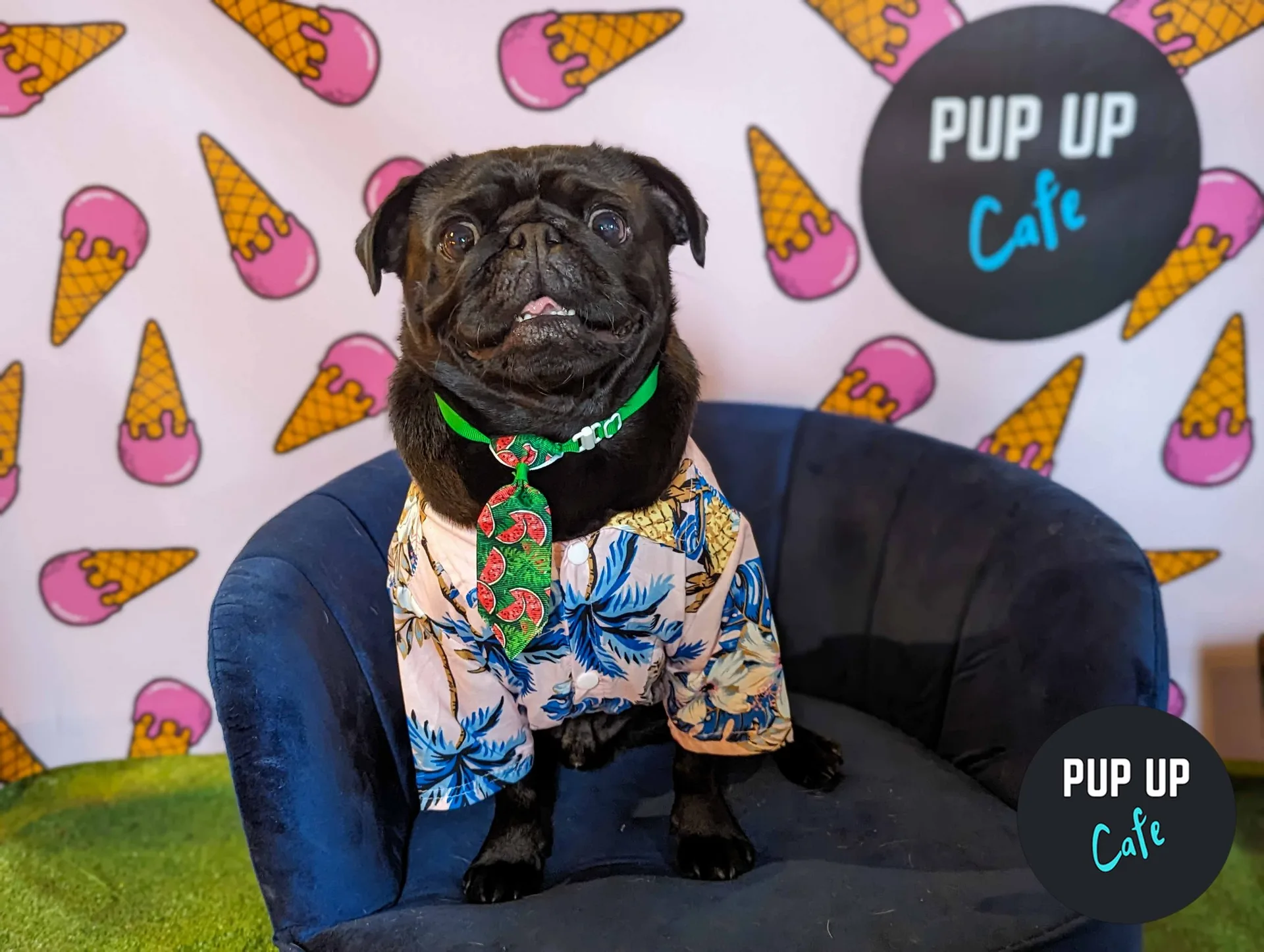 Liverpool - Pug Pup Up Cafe ☀️ at PINS Social Club Liverpool
