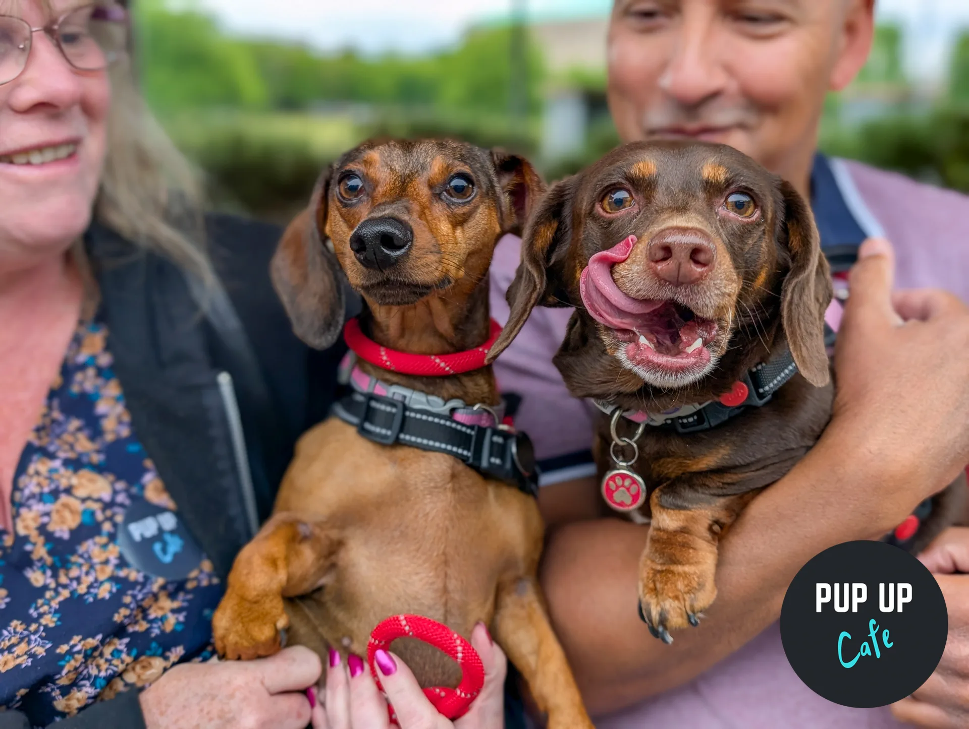 Birmingham - Dachshund Pup Up Cafe ☀️ at Alfred Works