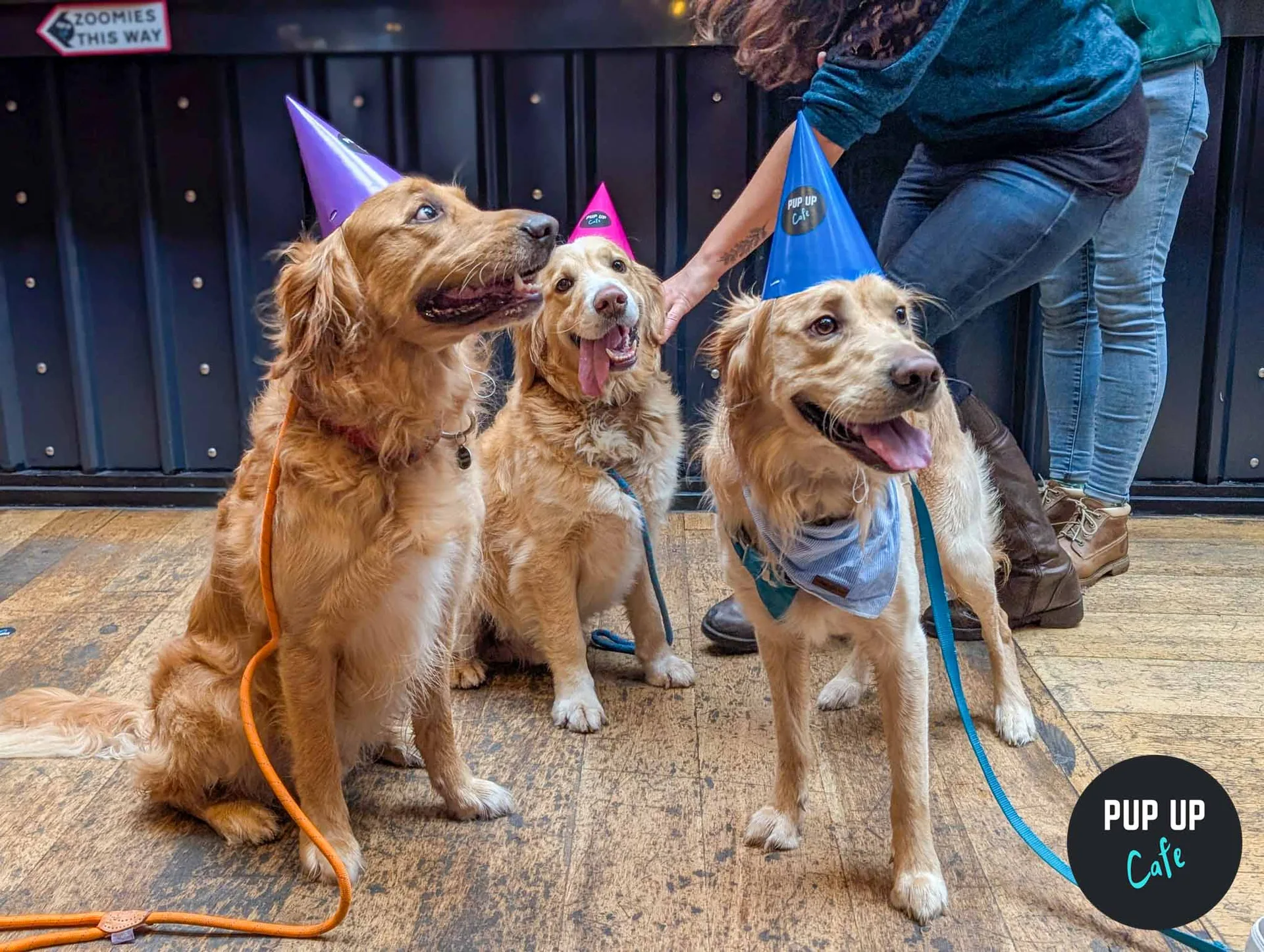 Birmingham - All Paws Pup Up Cafe ☀️ at Alfresco at Alfred Works