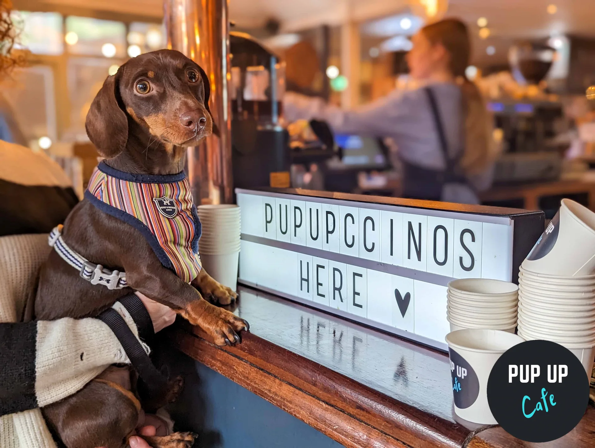 Bristol - Dachshund Pup Up Cafe ☀️ at The Canteen