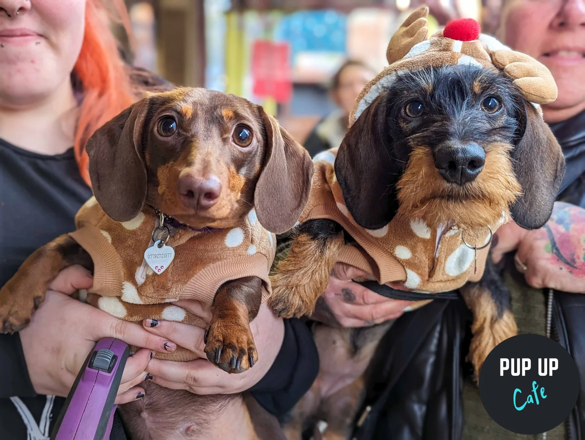 Glasgow - Dashing Dachshund Christmas Tour 🎄