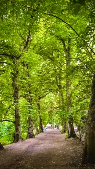 FOREST WALK & TALK! MINI ZOO! COFFEE in beautiful HAMPSTEAD! EXPAND YOUR SOCIAL CIRCLE at Golders Green Underground Station Defibrillator