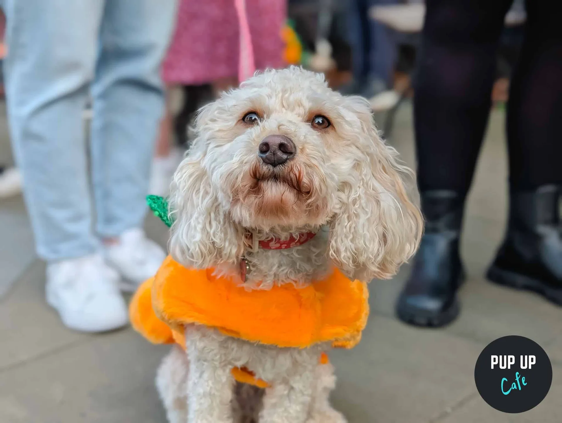 Halloween Doodle/Poodle Pup Up Cafe - Glasgow 🎃