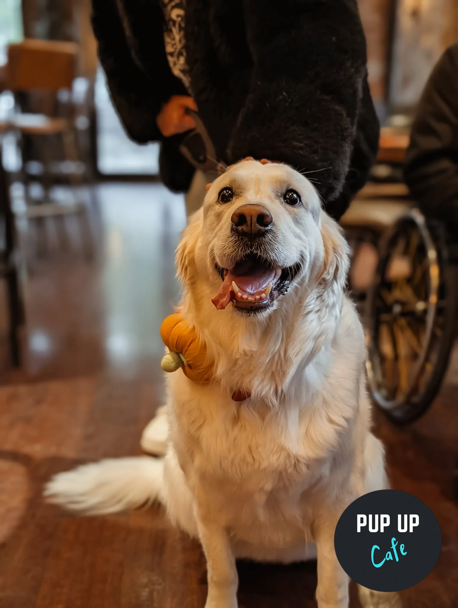 Halloween Retrievers & Labs Pup Up Cafe - Glasgow 🎃 at Revolution Glasgow - Mitchell Street