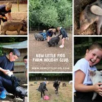 Kew Little Pigs Farm Summer Holiday Club at Kew Little Pigs Farm Ltd