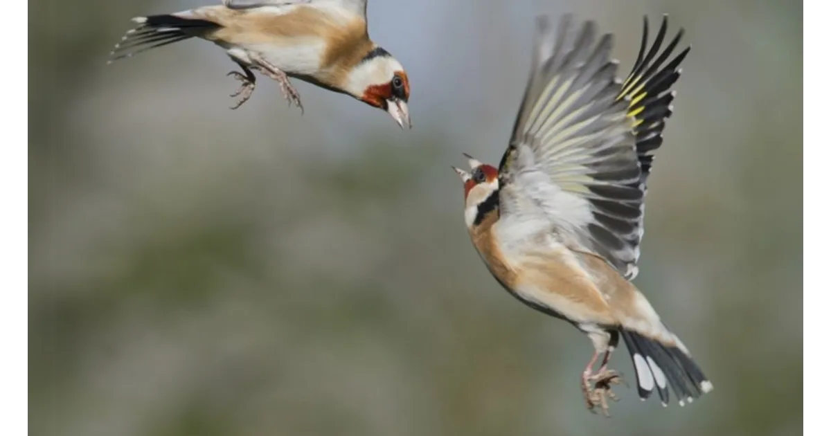 Wintering Animals at Kelvingrove Art Gallery and Museum