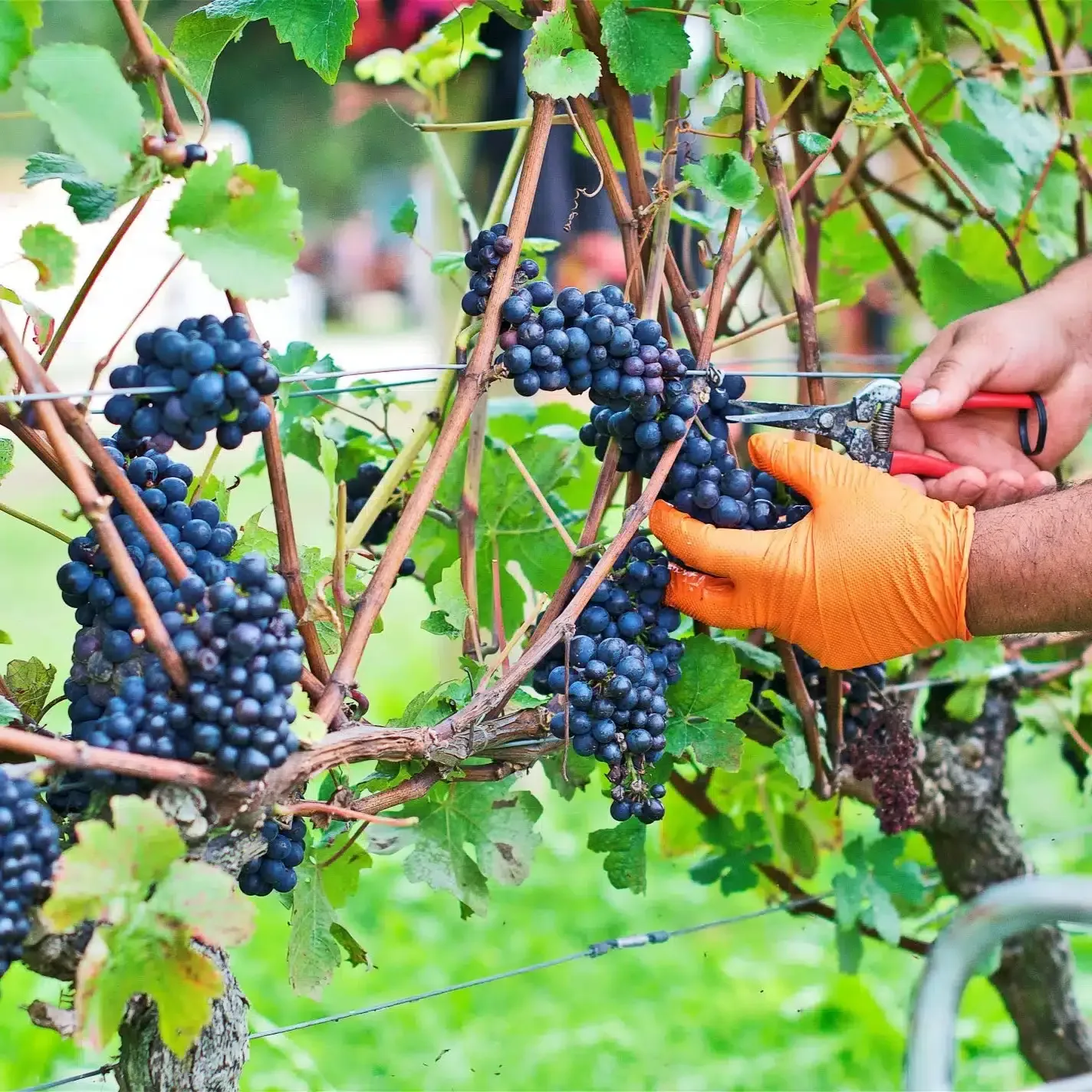 TINWOOD HARVEST EXPERIENCE 2026