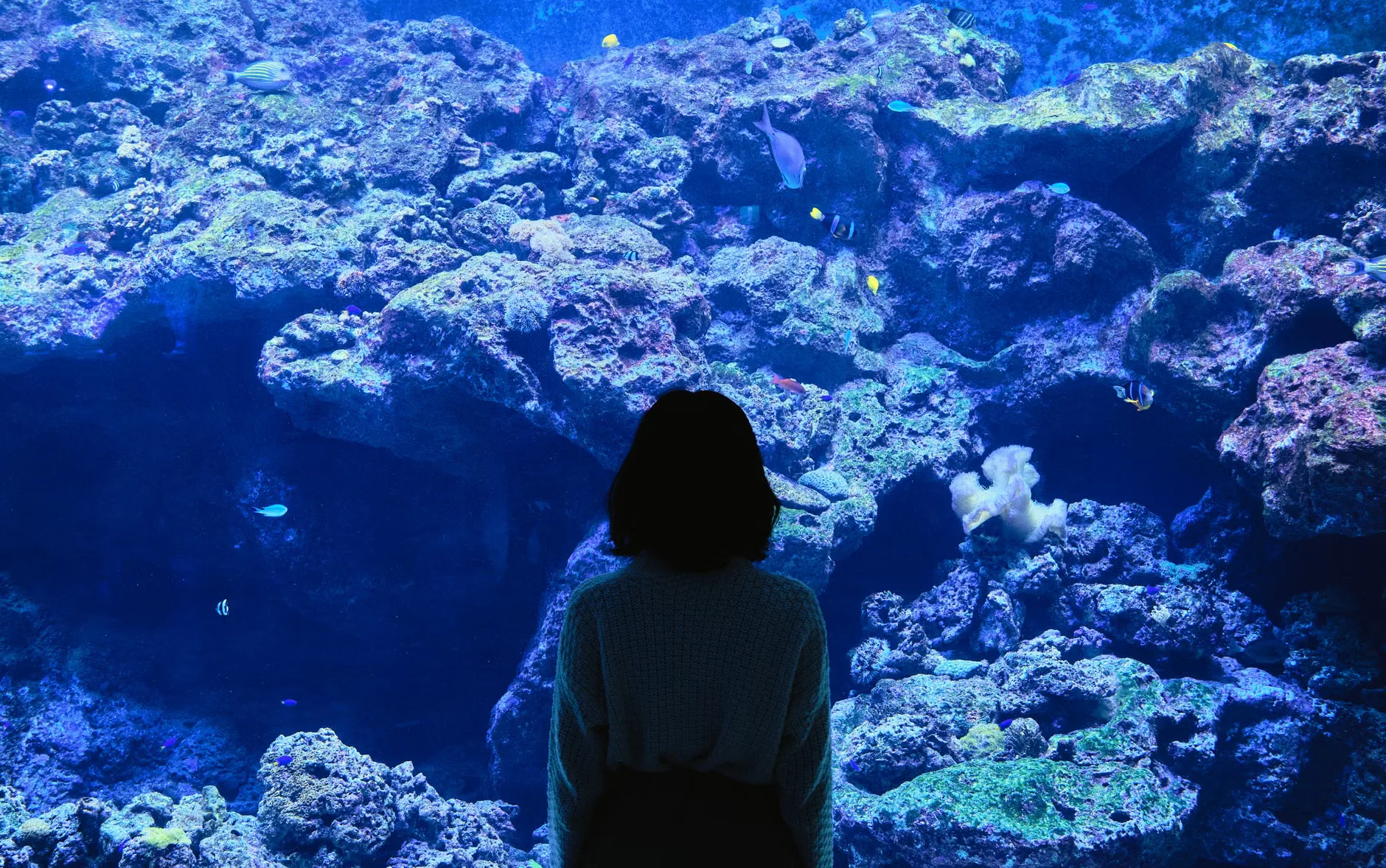 Sea Life London - Standard Entry