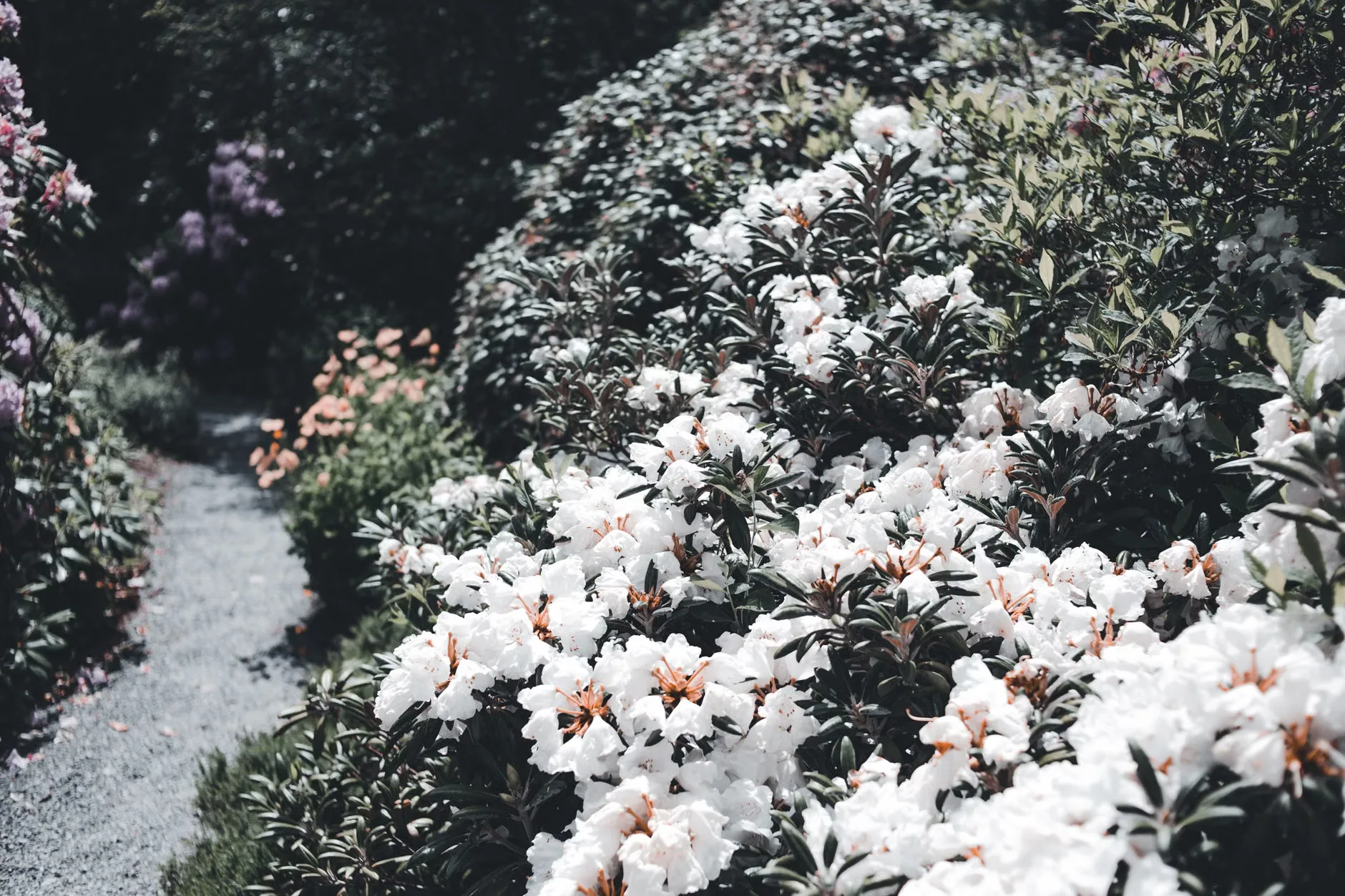 Belton Garden tours at Belton Estate