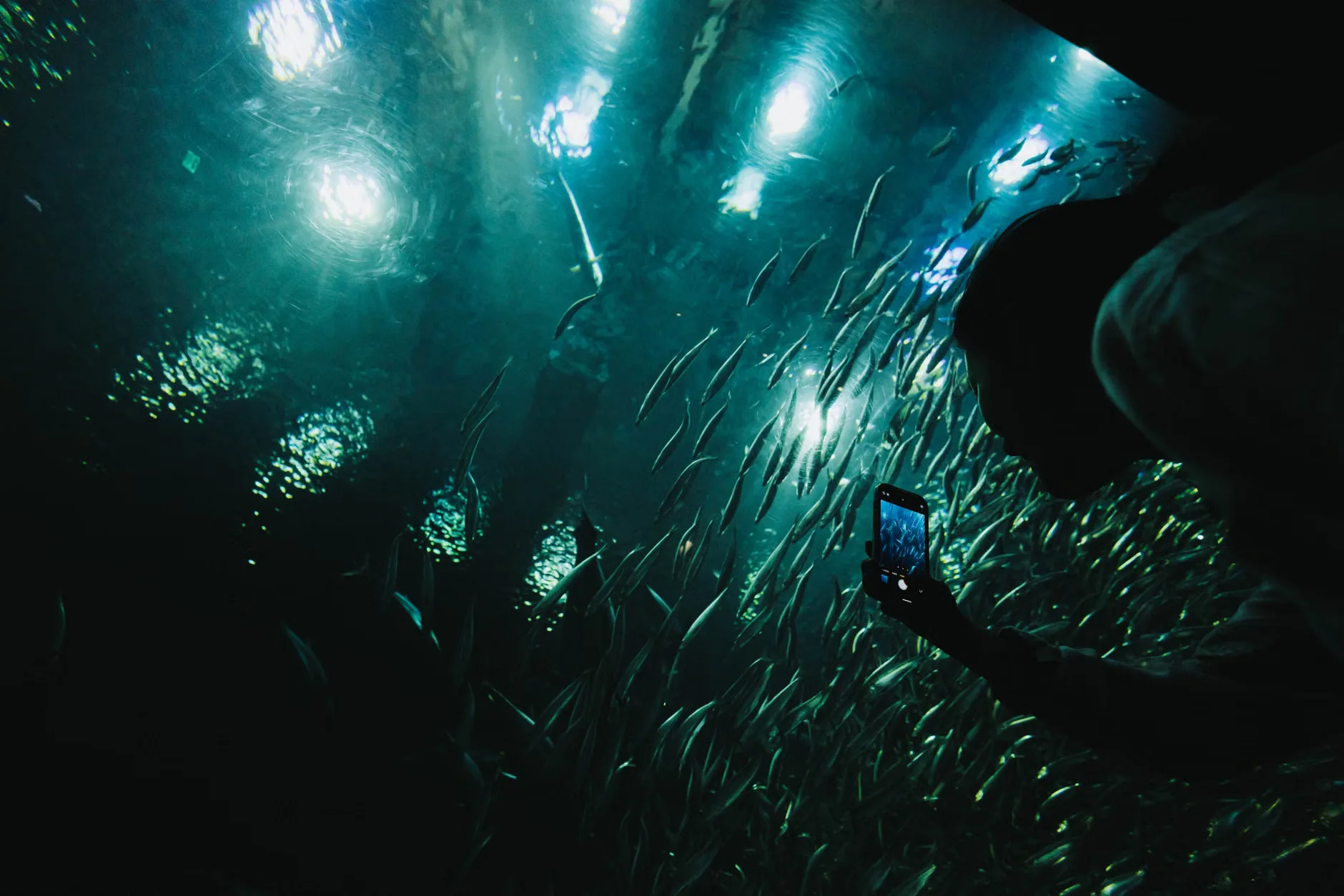 Sea Life London - Standard Entry