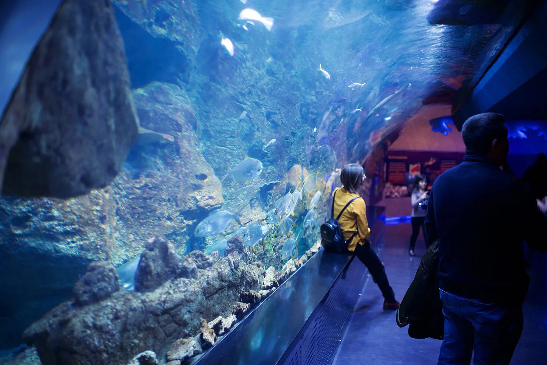 Sea Life Manchester - Standard Entry at SEA LIFE Manchester