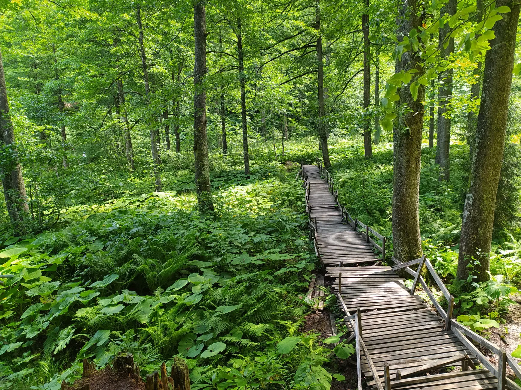 Family Neurodivergent Nature Walk