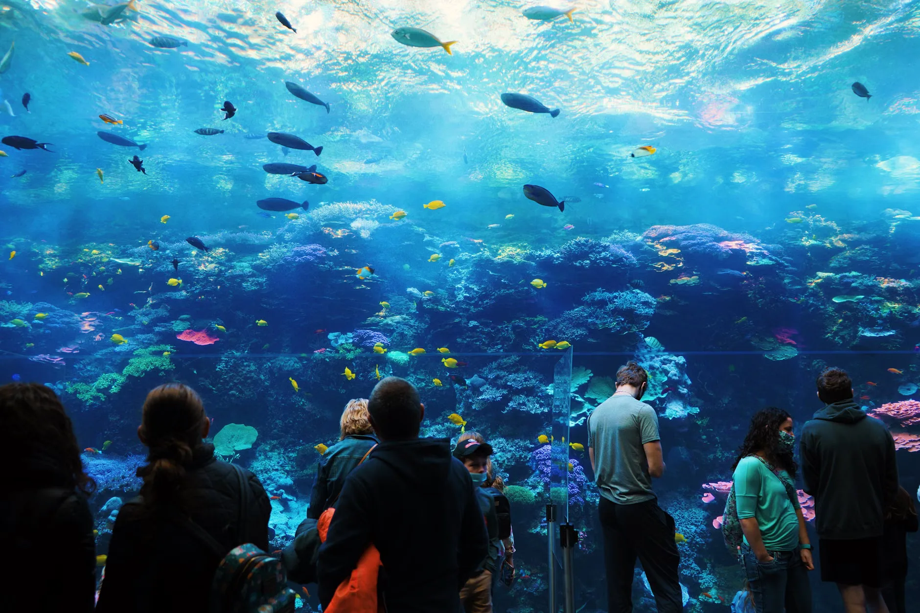 Sea Life Birmingham - Standard Entry at National SEA LIFE Centre Birmingham