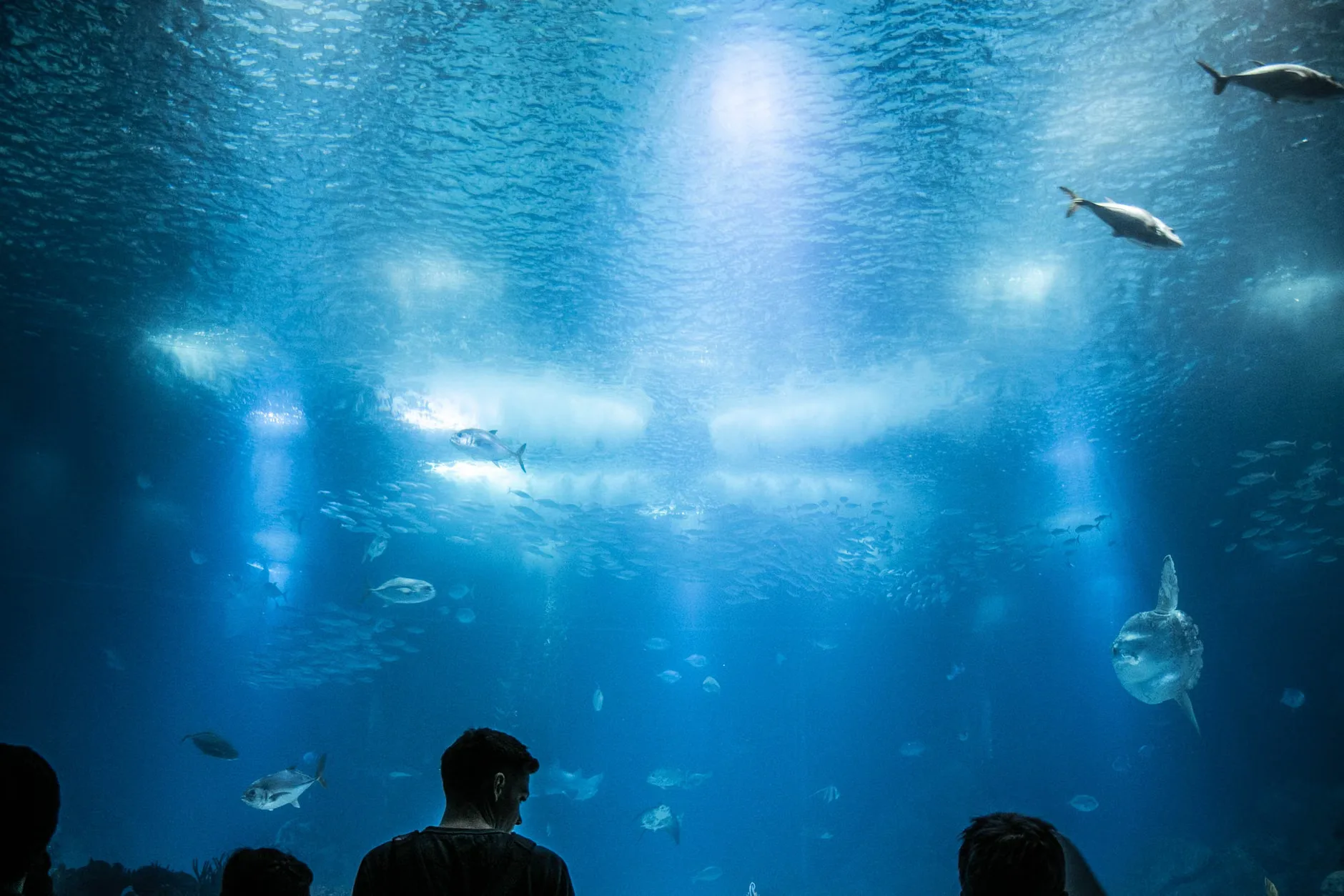 Sea Life Manchester - Standard Entry at SEA LIFE Manchester