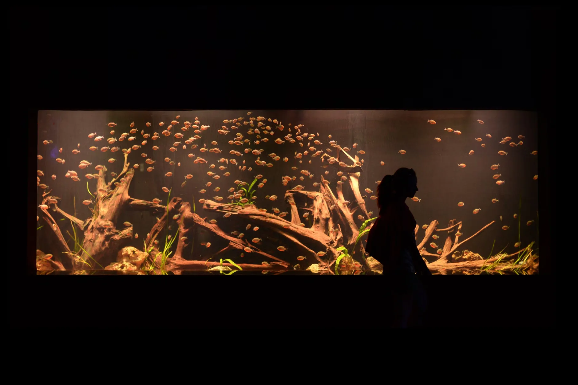 Sea Life Birmingham - Standard Entry at National SEA LIFE Centre Birmingham