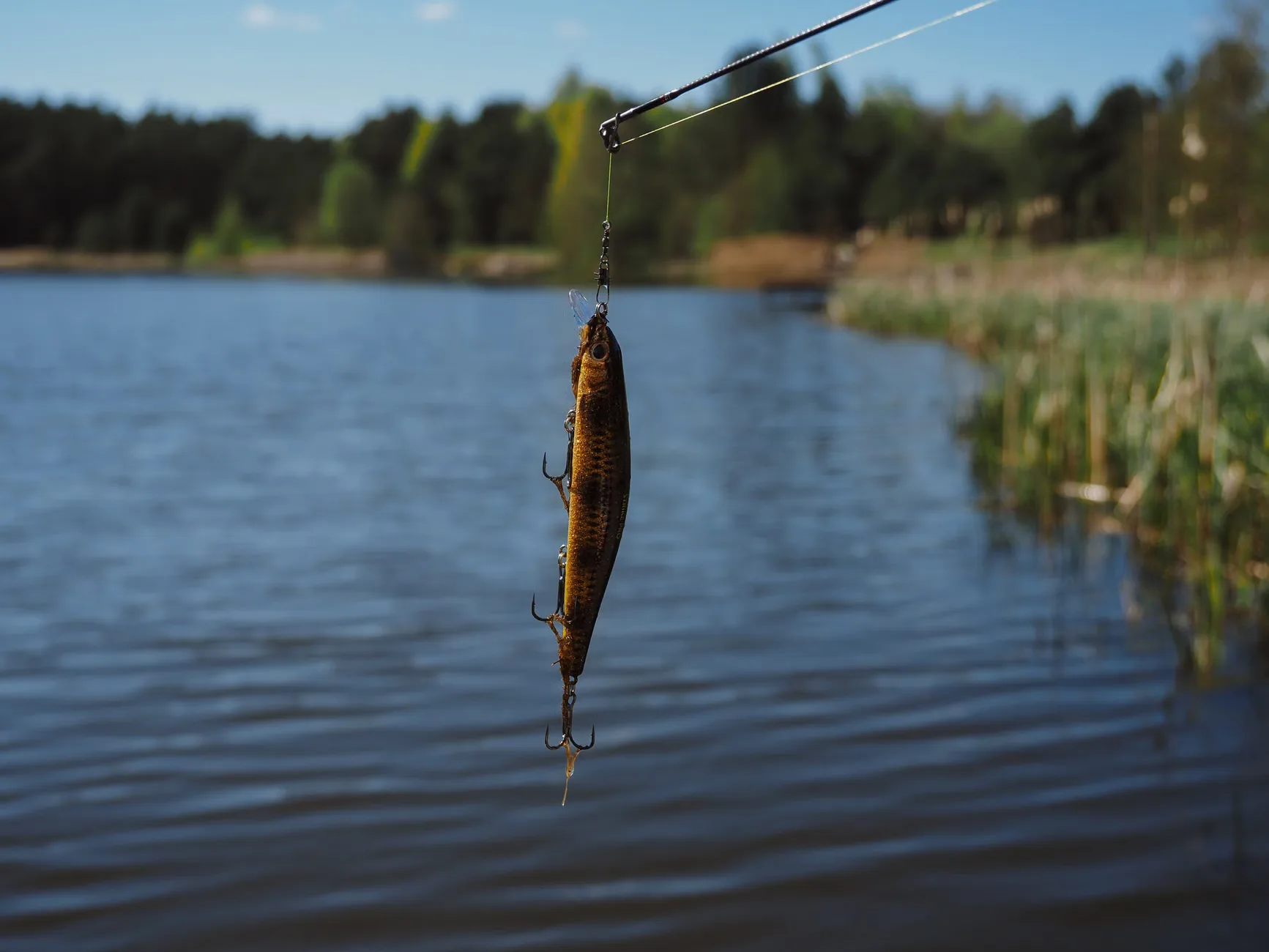 Free Junior Fishing Club | Summerhayes Juniors at Summerhayes Juniors Club