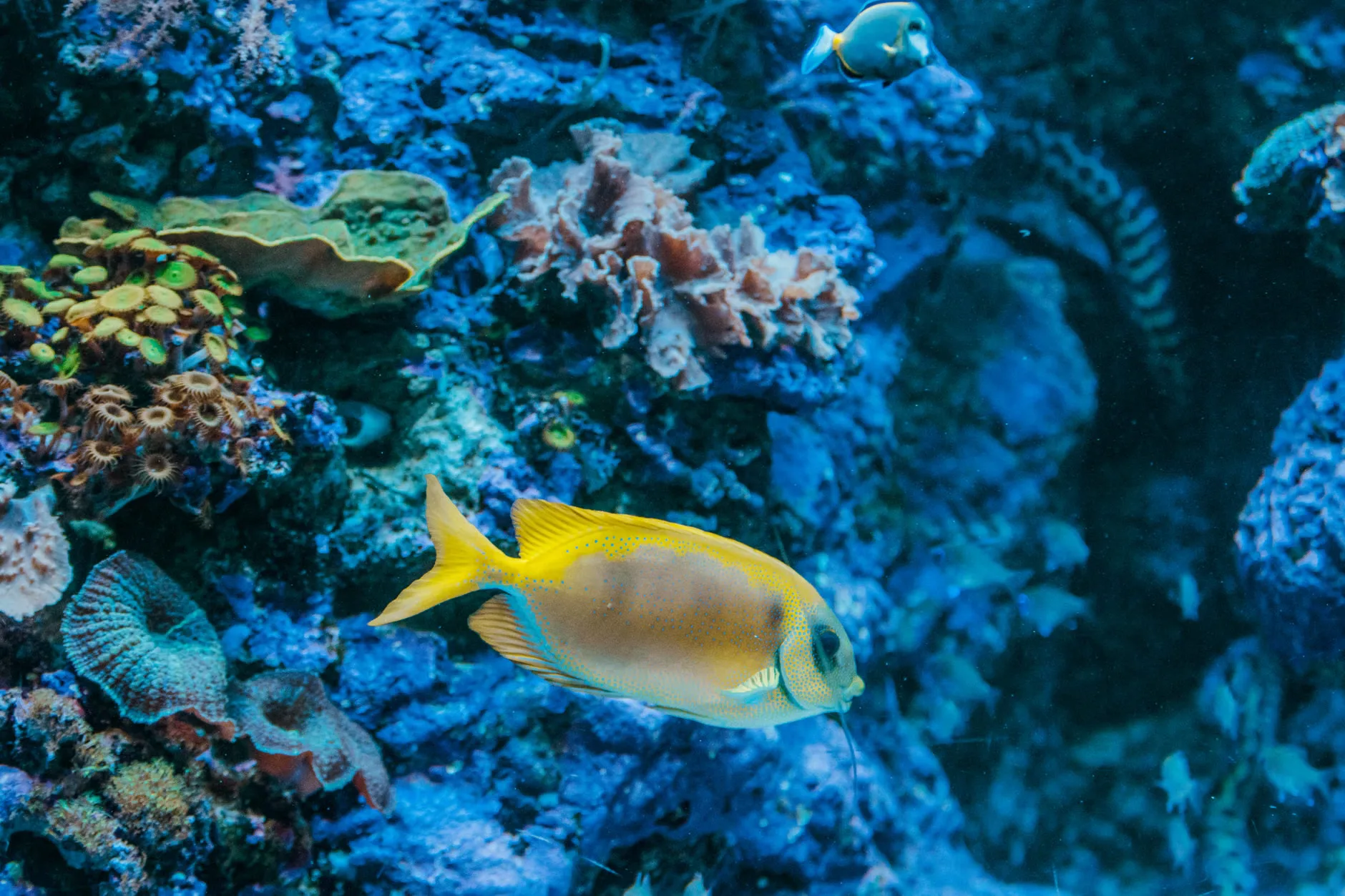 Sea Life Birmingham + Legoland Discovery Centre Birmingham
