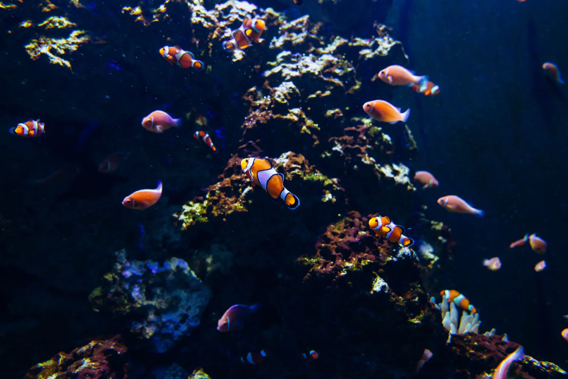 Sea Life Birmingham - Standard Entry at National SEA LIFE Centre Birmingham