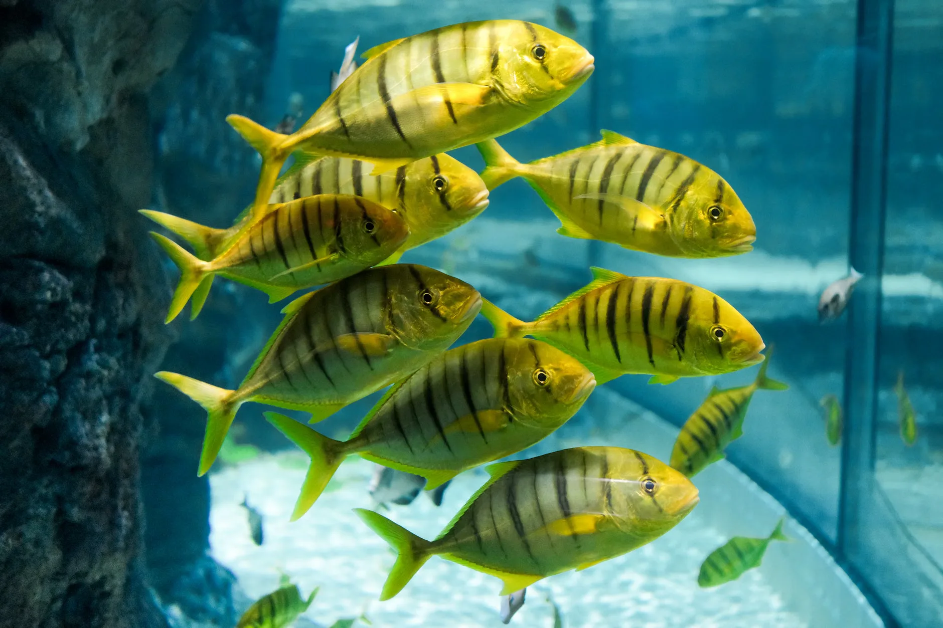 Sea Life Birmingham - Standard Entry at National SEA LIFE Centre Birmingham
