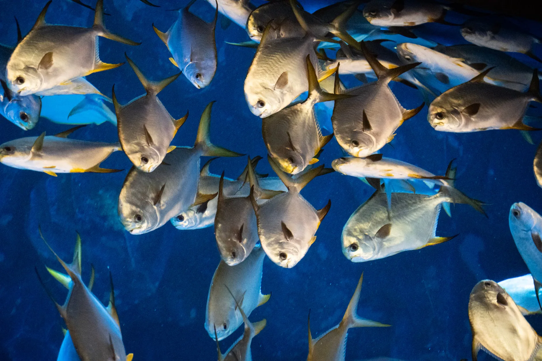 Sea Life Birmingham - Standard Entry