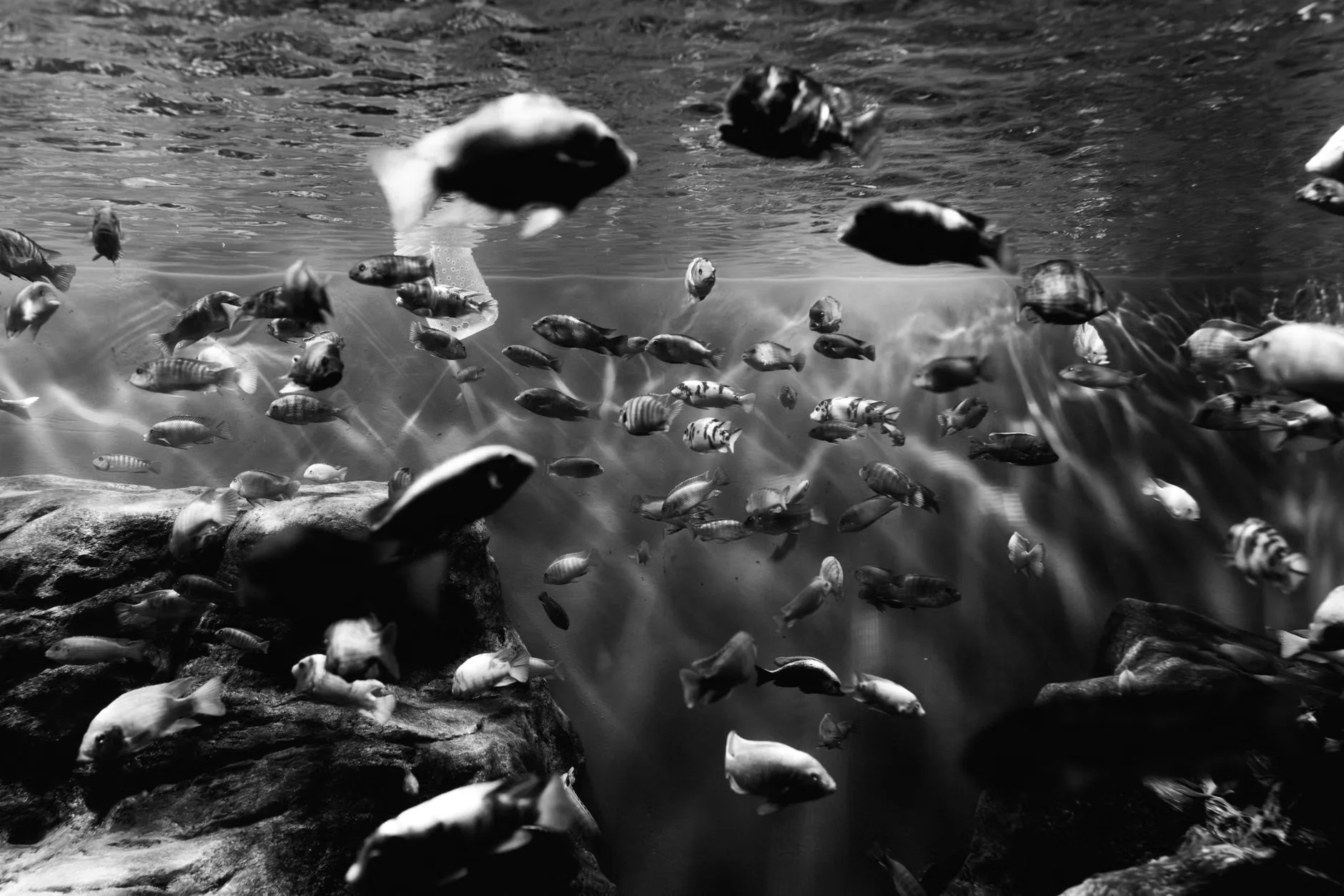 Sea Life London - Standard Entry at County Hall