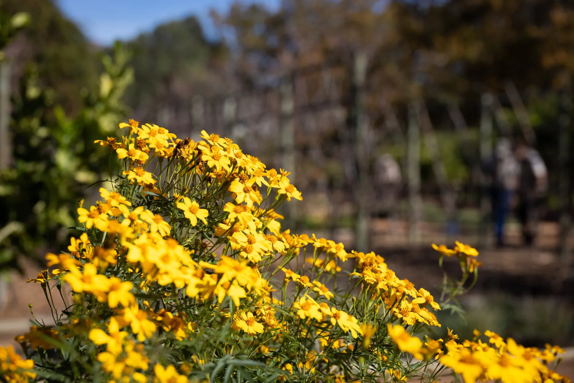 Orangery and walled garden tours at Wentworth Castle Gardens