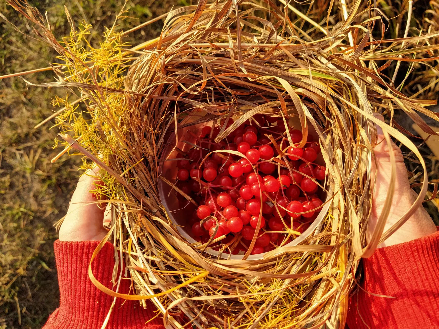 FORAGE & NIBBLE near Leeds (Yorkshire) at Kippax Leisure Centre Car Park